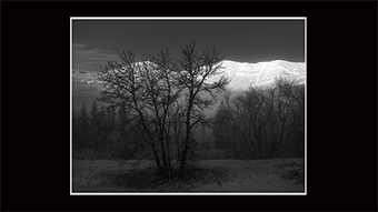The Richard Philip Soltice Gallery -  Trees in Fog near Frank Slide