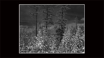 The Richard Philip Soltice Gallery - 3 Trees in Snow at Chimo #2