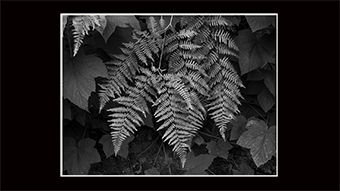 The Richard Philip Soltice Gallery - Fern and Thimbleberry in Shade