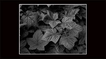 The Richard Philip Soltice Gallery - Thimbleberry Leaf Variations, Columbia River
